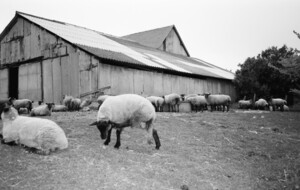 Sheep in Servon France BW