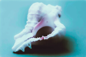 Conch Shell Macro