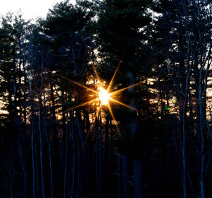 Sunstar Over Riverside Woods