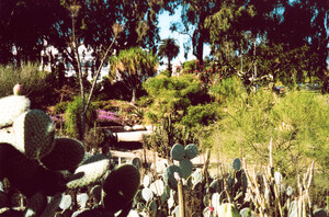 Desert Garden San Diego