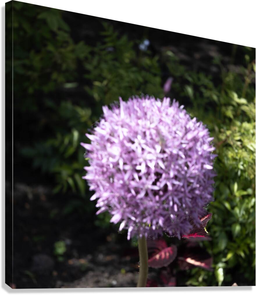 Purple Allium Canvas Print