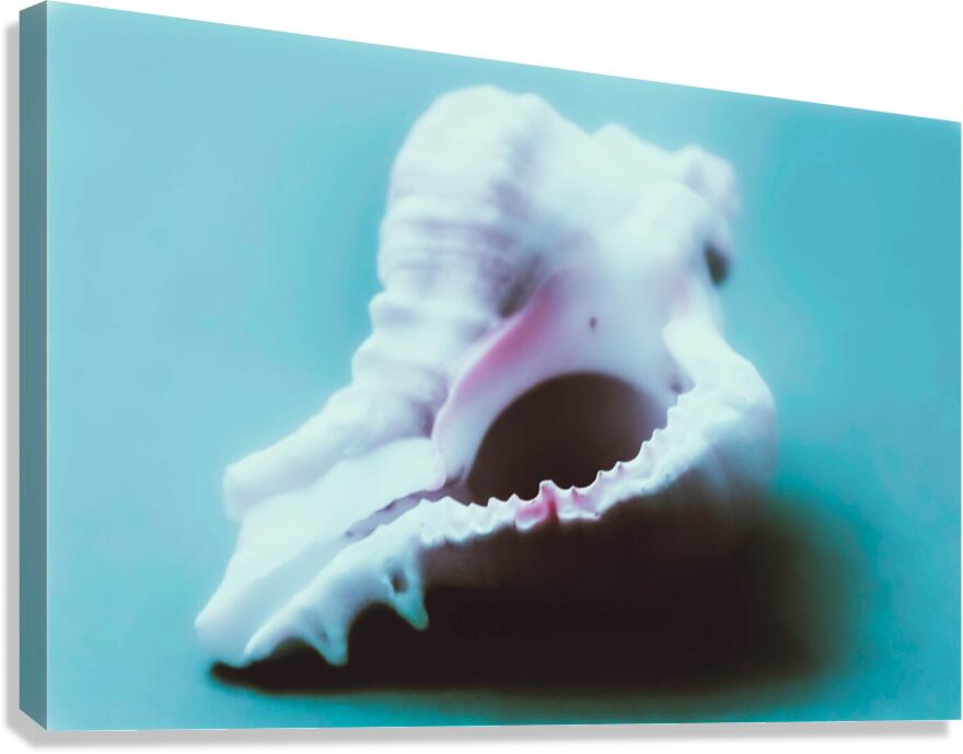 Conch Shell Macro Canvas Print