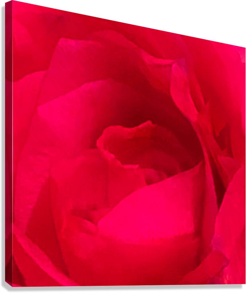 Red Rose Macro Canvas Print