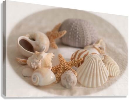 Sea Shell Collection Canvas Print