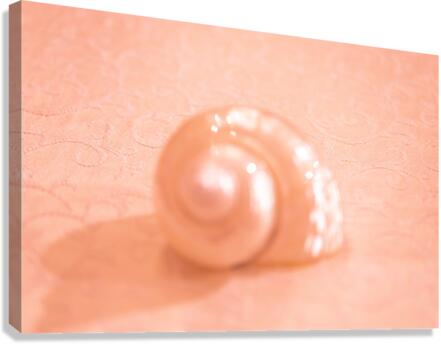 Opal Conch Shell Macro Canvas Print