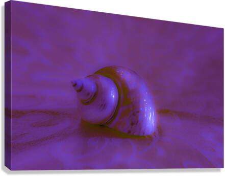 Conch Shell Digital  Canvas Print