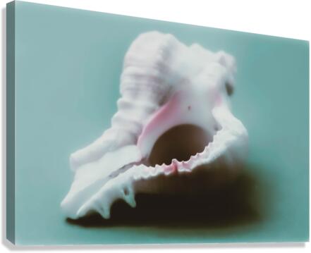 Large Conch Shell  Canvas Print
