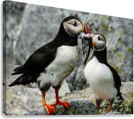 Two Puffins Canvas Print