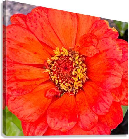 Gerber Daisy Canvas Print