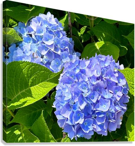 Two Hydrangeas Canvas Print