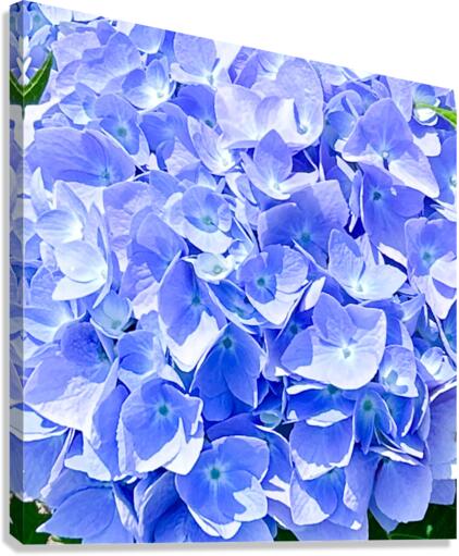 Hydrangea  Canvas Print