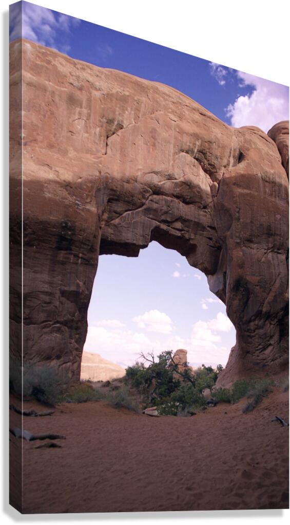 Pine Tree Arch Canvas Print