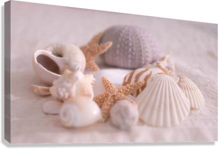 Shell Collection Canvas Print