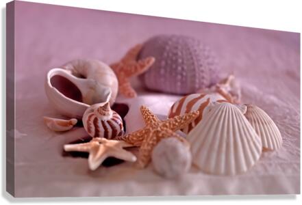 Seashells Digital Version Canvas Print