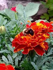 Bee pollinating
