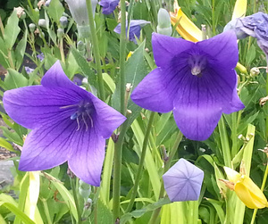 GLADIOLUS