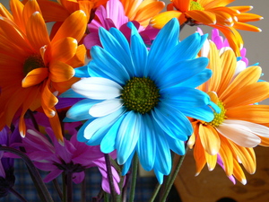 Beautiful Colored Flowers