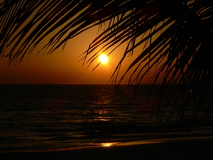 Palm Branch on the Coast of Ft. Myers