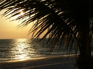 Palm Branch and Sunset