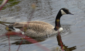 Canada Goose