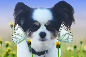 Three Papillons