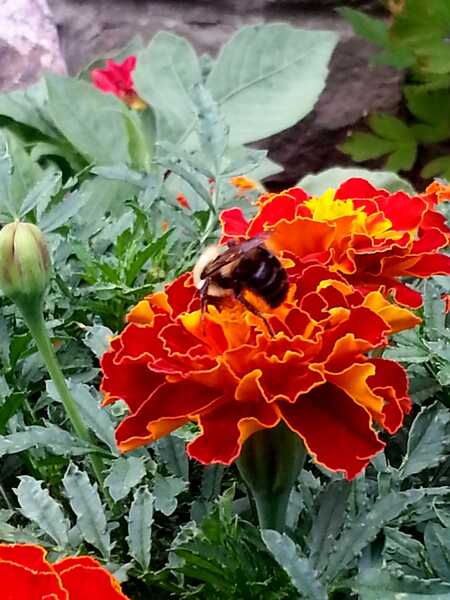Bee pollinating Print