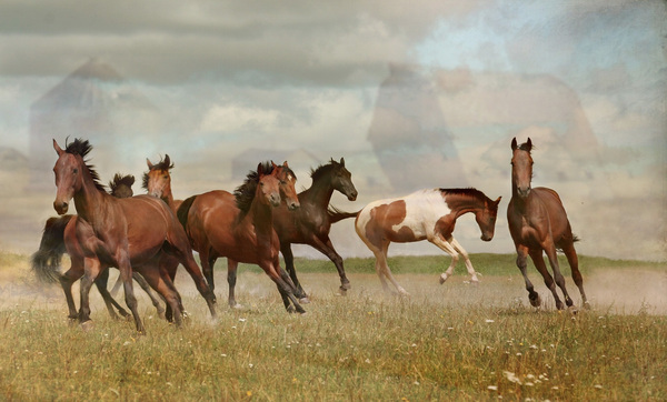 Mustangs Print