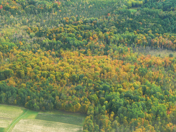 Early Fall Colours Print