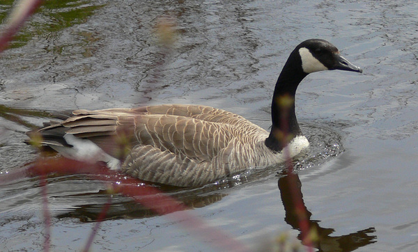 Canada Goose Print