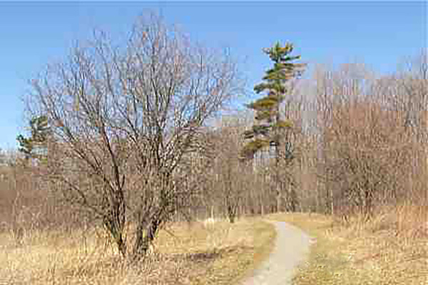 Trail2 Print