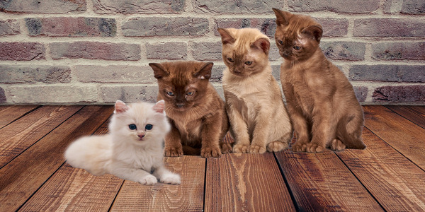 four cats Print