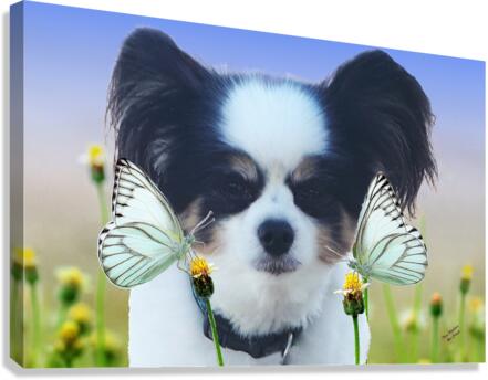Three Papillons Canvas Print