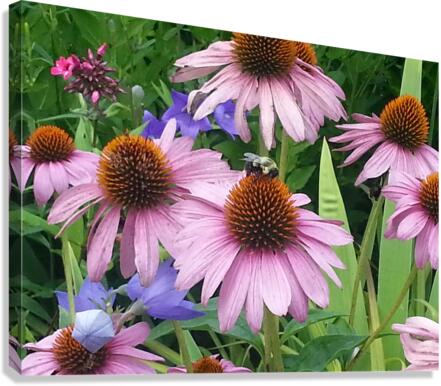 Pollinating Bee Canvas Print