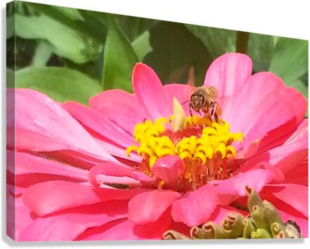 Bee on Flower Canvas Print
