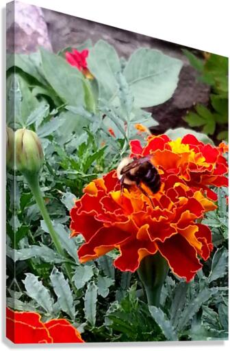 Bee pollinating Canvas Print