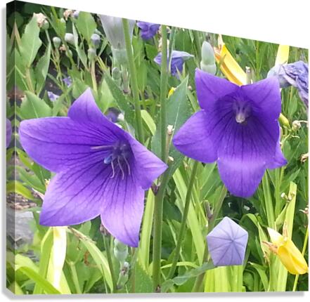 GLADIOLUS Canvas Print