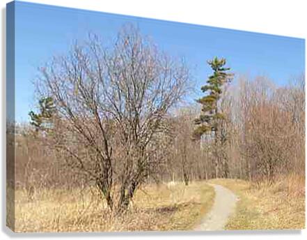 Trail2 Canvas Print