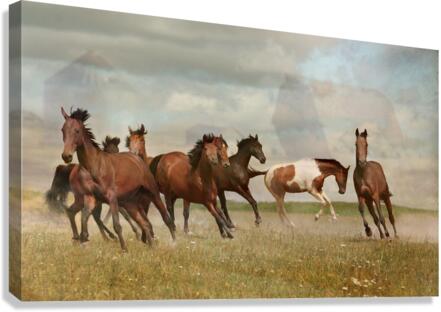 Mustangs Canvas Print