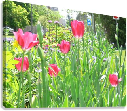 P1000267 Canvas Print