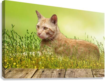 Bucky Relaxing Canvas Print