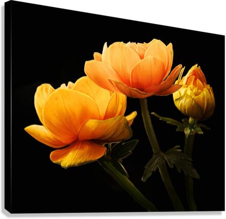 Yellow Roses Canvas Print