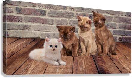 four cats Canvas Print