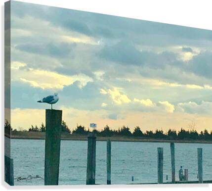 GullPose Canvas Print