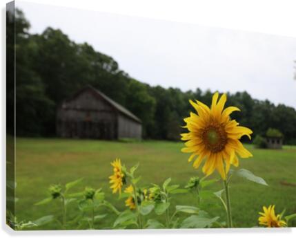Barnflower Canvas Print