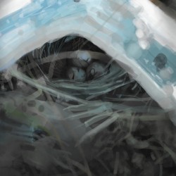 Bird Nest