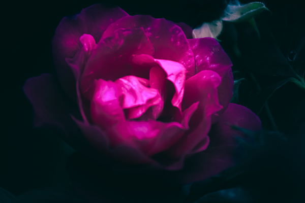 Rose Print