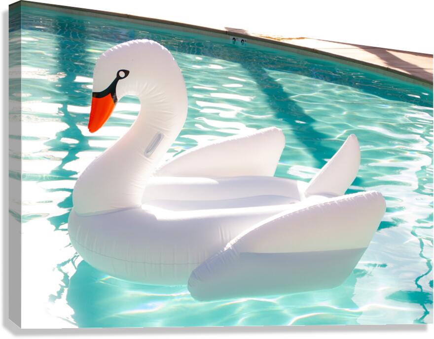 Swan Floatie Canvas Print