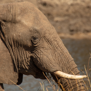 1091 - Elephant portrait