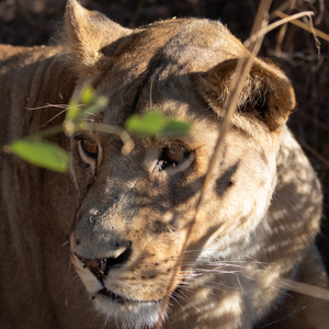 1092 - Lions portrait