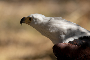 1093 - African fish eagle
